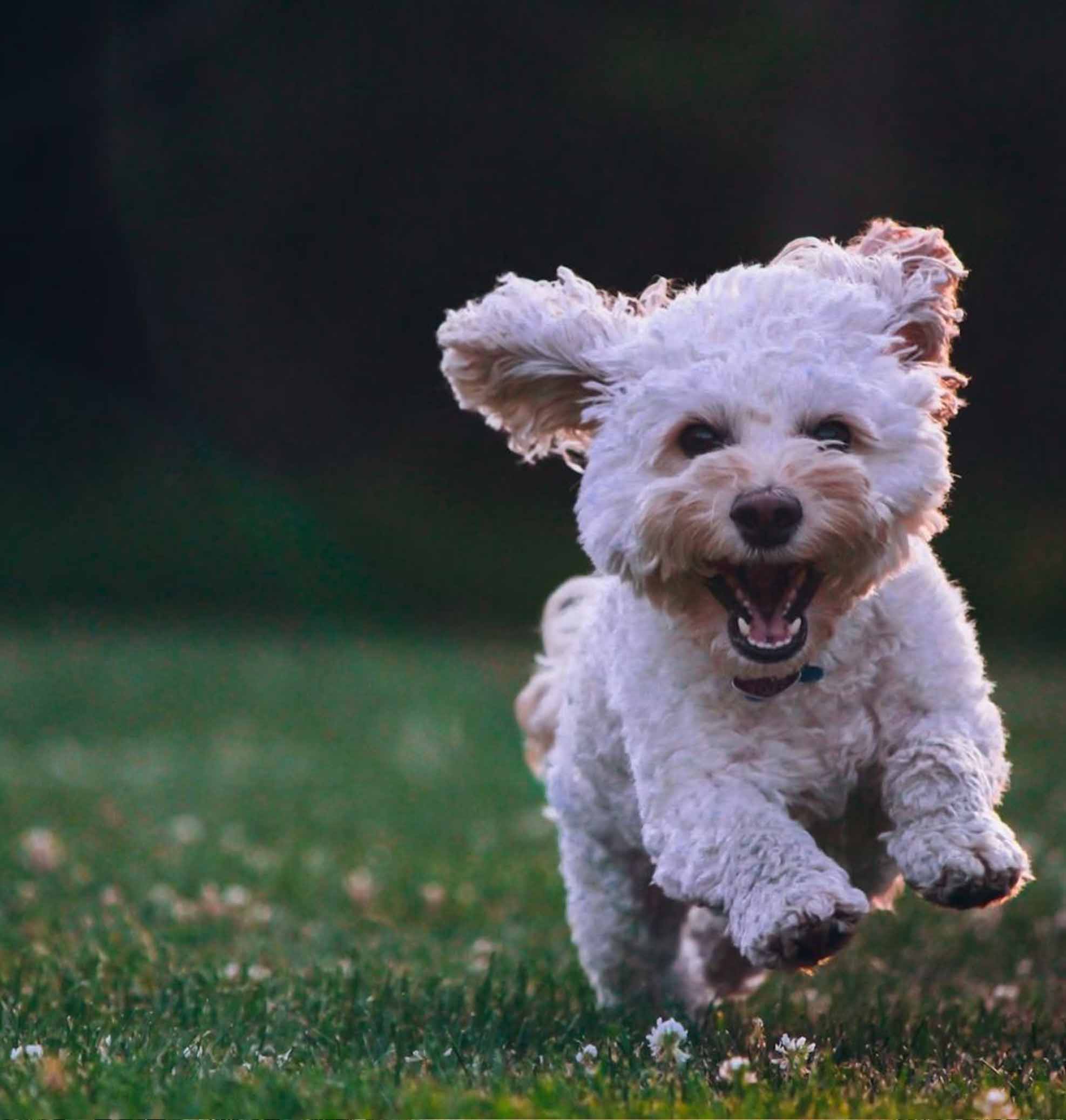 Hund Einzeltraining
