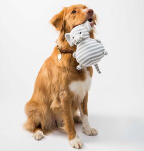 Hunde-mit-Teddy