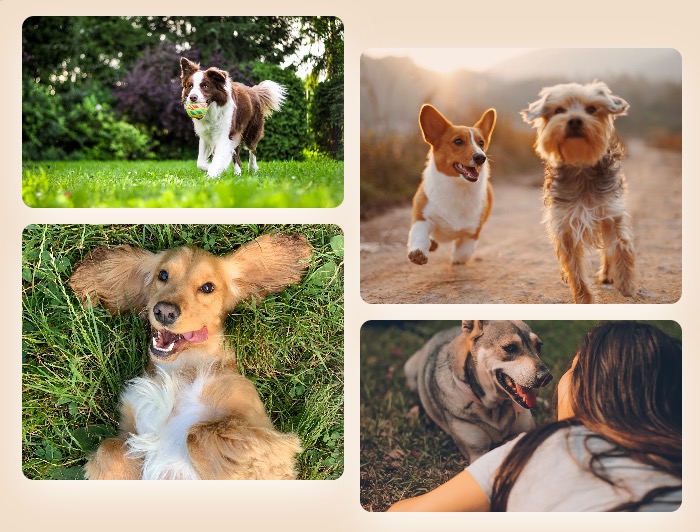 Van Eysden Hundeschule