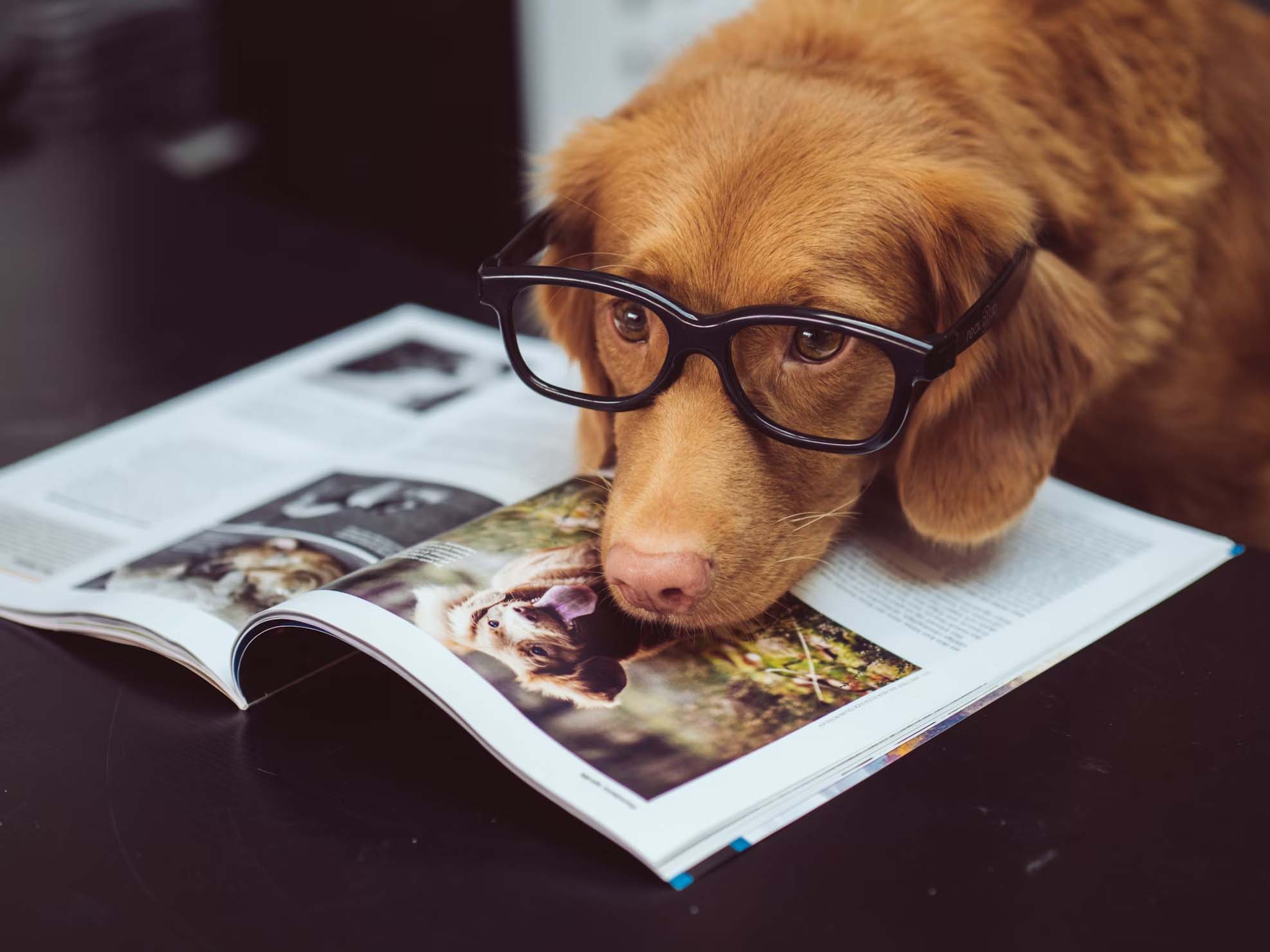 lesender-Hund